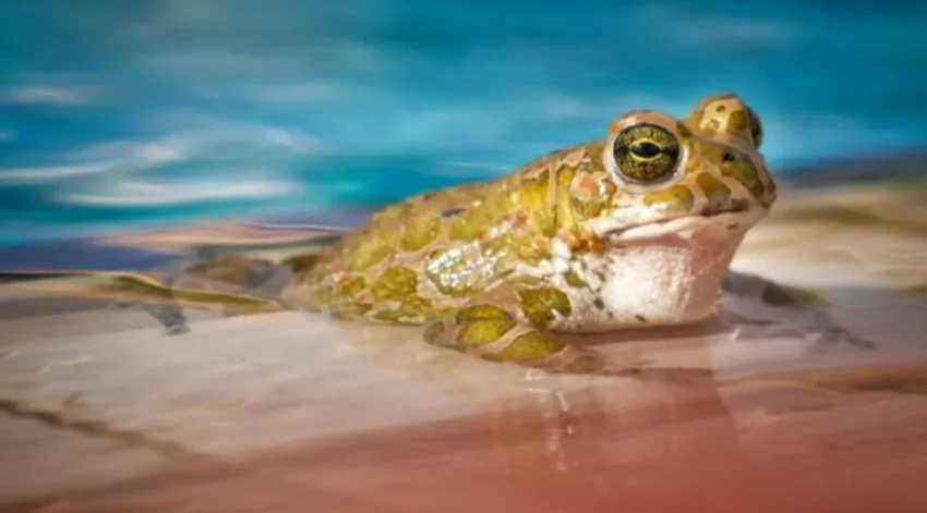 Ska du bada i poolen och sola tänk på dessa saker också!